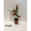 Sioux Crepe Myrtle Trees - Pink Blooms - Quart Containers