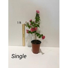 Sioux Crepe Myrtle Trees - Pink Blooms - Quart Containers - FIBROUS Root System - Grown by Crape Myrtle Guy - Live Plants - 1 Foot Tall (4)