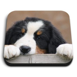 1 x Square MDF Fridge Magnet - Cute Bernese Mountain Dog Puppy 44758