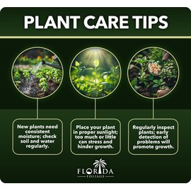 Viburnum Suspensum | 3 Extra Large 3 Gallon Plants | Sandankwa Viburnum | Dense Evergreen Hedge | Year-Round Greenery