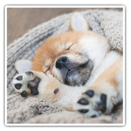 Square Stickers (Set of 2) 10cm - Sleepy Shiba Inu Puppy Dog Laptop Tablet Luggage Scrapbook #2704