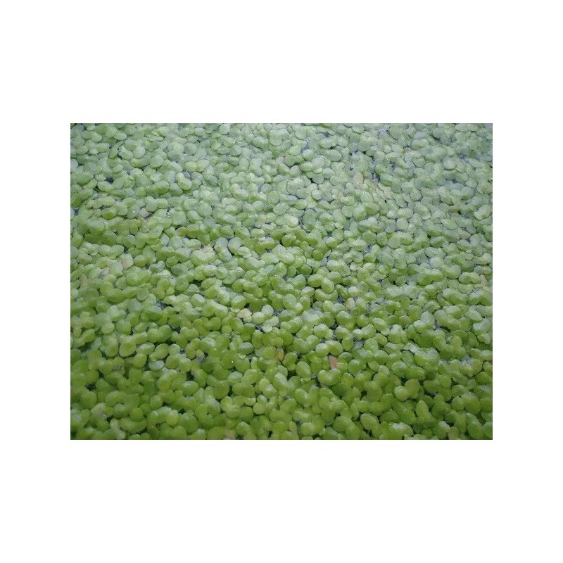 DUCKWEED Organic Koi food! 1/2 cup INDOOR GROWN/SNAIL FREE +
