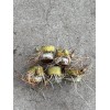 Sugarcane 5 Rooted Sugarcane Cutting Tropical Live Plant Ready To