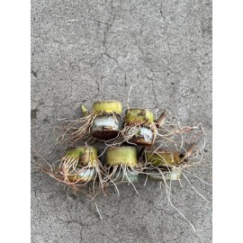 Sugarcane 5 Rooted Sugarcane Cutting Tropical Live Plant Ready To Grow