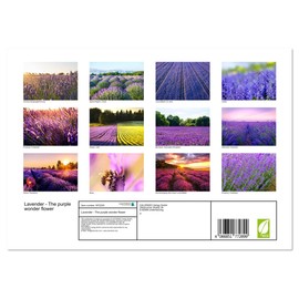 Lavender - The purple miracle flower (Monthly Wall Calendar 2025 16.5" x 23.4" (open)), CALVENDO 14 Month Calendar