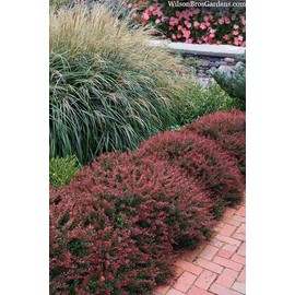 Royal Blaze Barberry Shrub, Deep Purple-Red Foliage, Ornamental Garden Plant (2 Gallon)