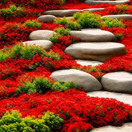 22000+ Red Creeping Thyme Seeds for Planting- Heirloom Ground Cover Plants Easy to Plant and Grow - Open Pollinated