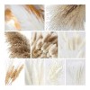 Qianailian 79 Piezas De Hierba De Pampa Seca Natural, Decoración