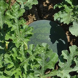 Watermelon Garden Seeds - Sugar Baby - 4 Oz - Non-GMO, Heirloom Vegetable Gardening Fruit Melon Seeds