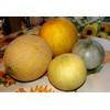 Melon Mix Golden Summer About 20 Seeds