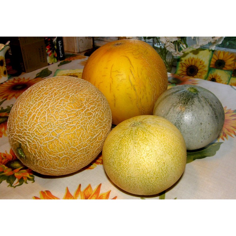 Melon Mix Golden Summer About 20 Seeds
