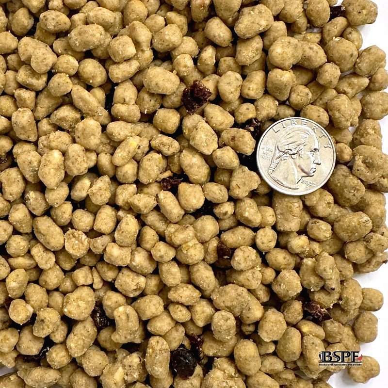 HUNGRYBIRD Energy Complete - High Protein Suet Bites - Berry