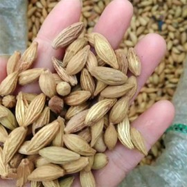 25 Mixed Osmanthus Flower Seeds Fragrans Yellow Orange Bonsai Sweet Olive