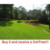 Link Centipede Grass Seeds starter pack 6000-8000 seeds
