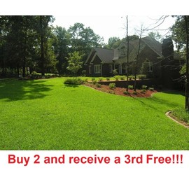 Link Centipede Grass Seeds starter pack 6000-8000 seeds