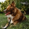 BLUZELLE 16ft Retractable Leash with Reflector Strips, for Medium &