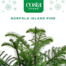 Costa Farms Live Christmas Tree, Small Norfolk Island Pine in Frosted Pine Trees Ceramic Plant Pot, Joy Holiday Decoration, Tabletop Christmas Gift, Holiday, Christmas Room Decor, 10-12 Inches Tall
