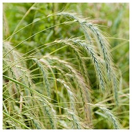 Everwilde Farms - 1/4 Lb Canada Wild Rye Native Grass Seeds - Gold Vault