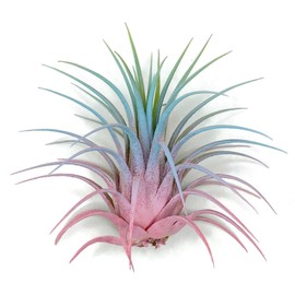 Ionantha Guatemala Tillandsia Air Plant, Guatemala Tillandsia Live Airplant, Healthy Arrival Guaranteed, Great Indoor Plant, Home Decor & Gift (Rainbow #4)