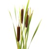 Trees and Twigs Nursery 100 Native Cattail Seeds - Typha