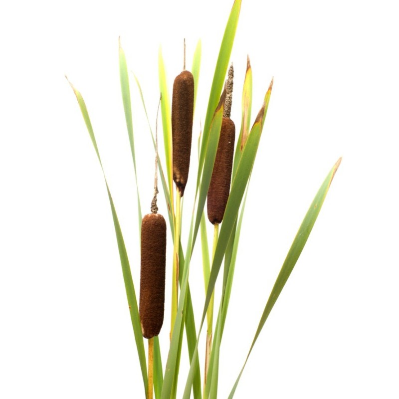 Trees and Twigs Nursery 100 Native Cattail Seeds - Typha