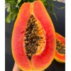 Nygardenia 50pcs Red Heart Creamy Papaya Seeds - The Best