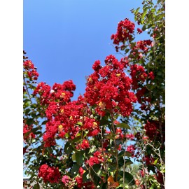 Bundle of 12 - Dynamite Crepe Myrtle Trees - DEEP RED Blooms - Quart Containers - FIBROUS Root System - Grown by Crape Myrtle Guy - Live Plants - 1 Foot Tall