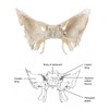 Benilev Human Sphenoid Anatomical Model, Life Size, Presenting Complete Cracks,