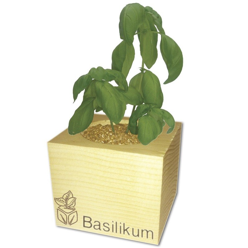 ecocube Wooden Cube Basil