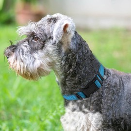 Joytale Reflective Dog Collar, Soft Neoprene Padded, Metal D-Ring, Nylon Pet Collar Adjustable for Medium Dogs, Sky Blue, M