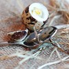 Quail Egg Spoon with Engraving - Quail Eggs - Small