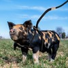 Mini Pig Harness & Leash, Adjustable 8 Feet Long Rope