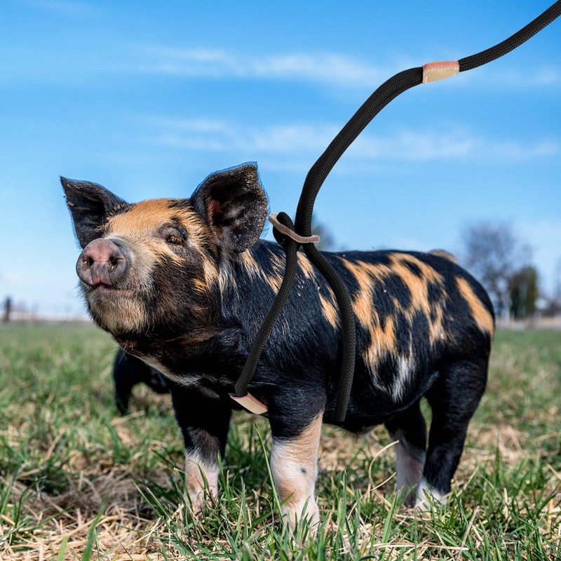 Mini Pig Harness & Leash, Adjustable 8 Feet Long Rope