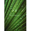 DeinPack 25 Palm Leaf Plates Square 24 x 24 x
