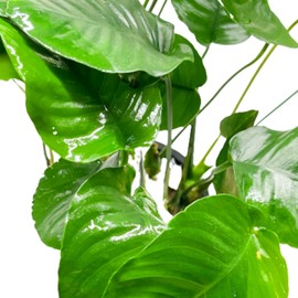 Planterest - Anubias Barteri Striped Mother Potted XXL Live Aquarium Plant Tropical Freshwater Decorations