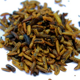 Dried Black Soldier Fly Larvae (Hermetia illucens) - Non-GMO Nutrient-Dense Natural Chicken Feed - Ideal Supplies for Backyard Chickens (20 Ounce)