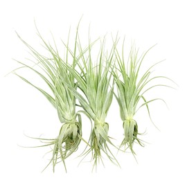 Live Air Plant - Tillandsia Gardneri 5-7” - 3ct - ragnaroc Rare Collectors Indoor Tropical Plant - Live Arrival Guaranteed - House Plants for Home Decor & Gift