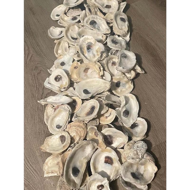 Combo Oyster Shell Set (Flats + Cups, 2–4”) - Size: