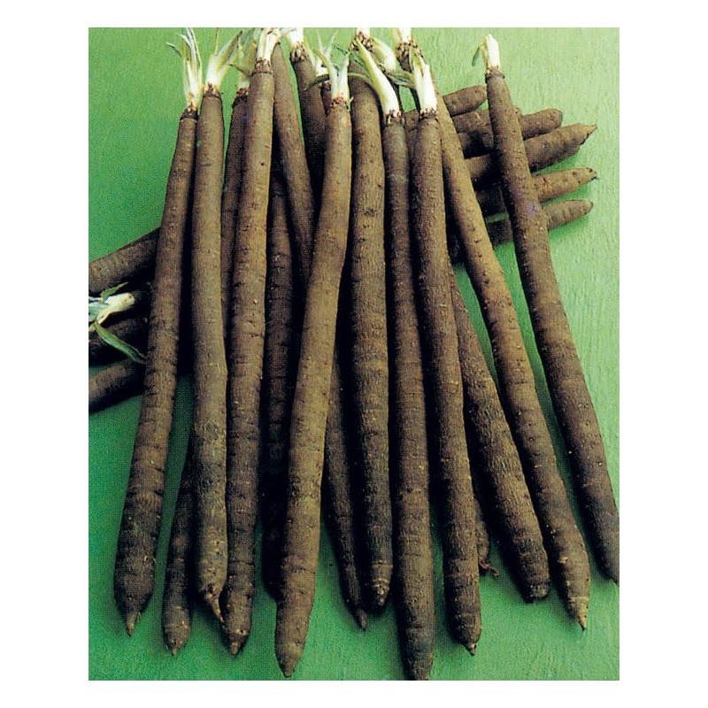 SeedsUP - 100+ Seeds Giant Black Root Salsify - Vegetable