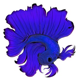 4” Betta Fish Sticker Blue Beautiful Aquarium Hobby Tropical Siamese Fight