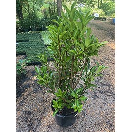 Chindo Viburnum (Viburnum awabuki 'Chindo')