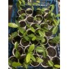 Tree Annona Muricata Graviola Soursop Guanabana Potted Tropical 5-9 inches