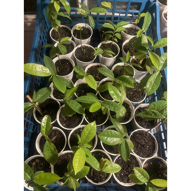 Tree Annona Muricata Graviola Soursop Guanabana Potted Tropical 5-9 inches
