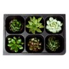 The Hydroponic City Seed Starter Tray, 1440 Cells (240 Trays
