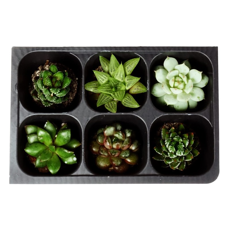 The Hydroponic City Seed Starter Tray, 1440 Cells (240 Trays