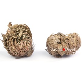 TWO Jumbo Rose of Jericho Flower | Flor de Jericó - Resurrection Plant I Selaginella Lepidophylla | Dried Rose I Sacred Rose I Doradilla Plant | 2.5'' - 3'' I Spiritual Cleansing, Luck, and Prosperity