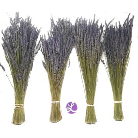 Findlavender - Lavender Dried Bundles 22 to 24", Natural Dried Lavender, for Home Decoration, for Home Fragrance, 4 Bundle Pack