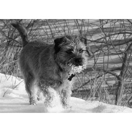 Border Terrier Dog Blank Greeting Card