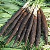 SeedsUP - 100+ Seeds Giant Black Root Salsify - Vegetable