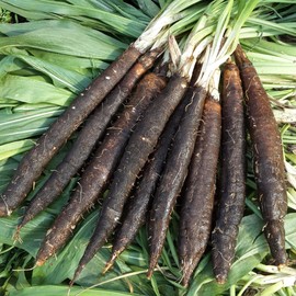 SeedsUP - 100+ Seeds Giant Black Root Salsify - Vegetable Black